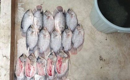 Ikan gurame di wadah